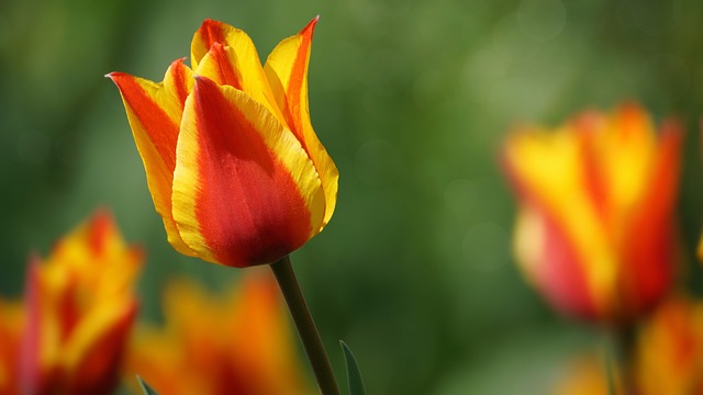 Quelles fleurs fleurissent en mars ?