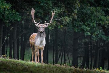 Qu'est-ce qui colle au tissu en daim ?