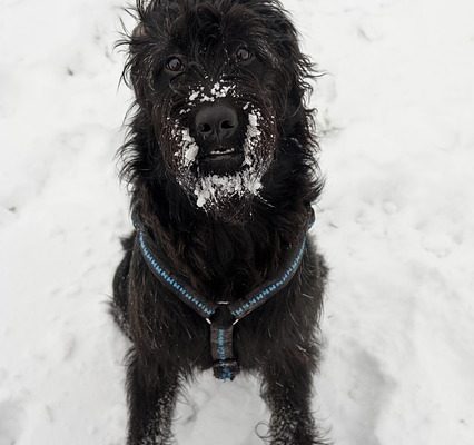 Races de chien qui ressemblent à des caniches miniatures