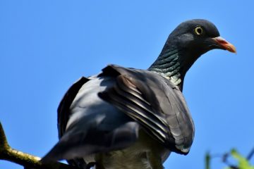 Répulsif à pigeon maison