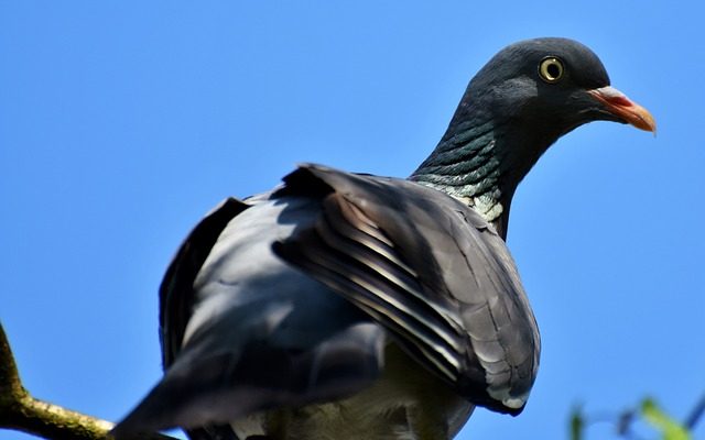 Répulsif à pigeon maison