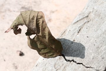 Taches de feuilles brunes sur les géraniums