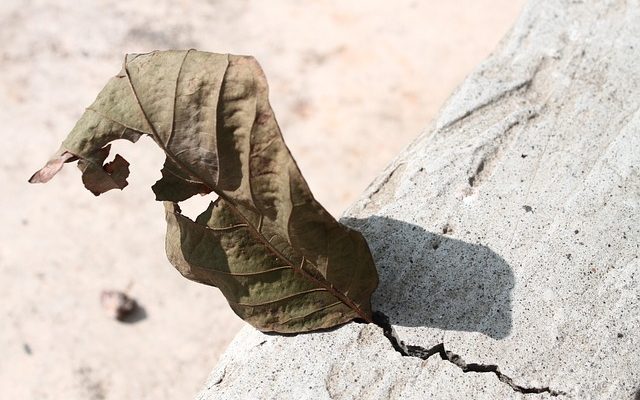 Taches de feuilles brunes sur les géraniums