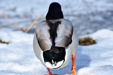 Types de canards trouvés sur les étangs