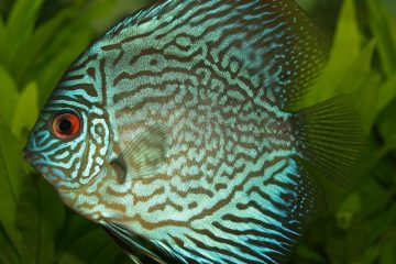 Types de poissons tropicaux d'eau douce