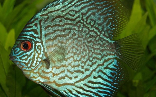 Types de poissons tropicaux d'eau douce