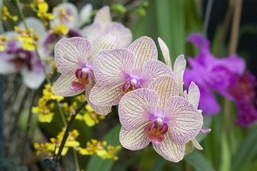 Un lilas flétrissant