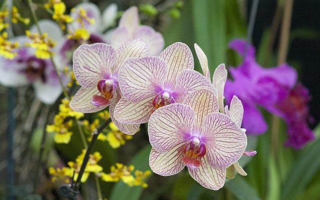 Un lilas flétrissant