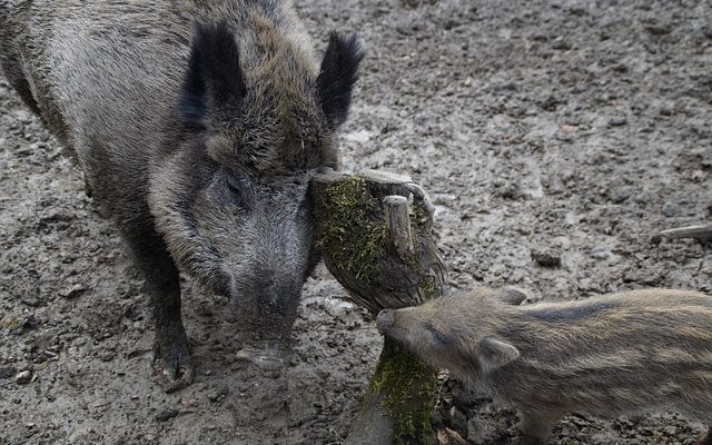 Âges de développement et stades du comportement de l'enfant