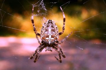 Araignées britanniques empoisonnées