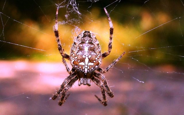 Araignées britanniques empoisonnées