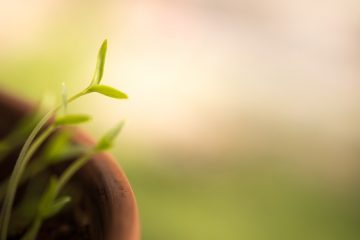 Arbres et arbustes à croissance rapide