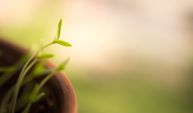 Arbres et arbustes à croissance rapide