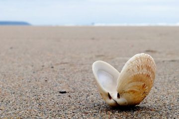 Artisanat de bord de mer pour les enfants