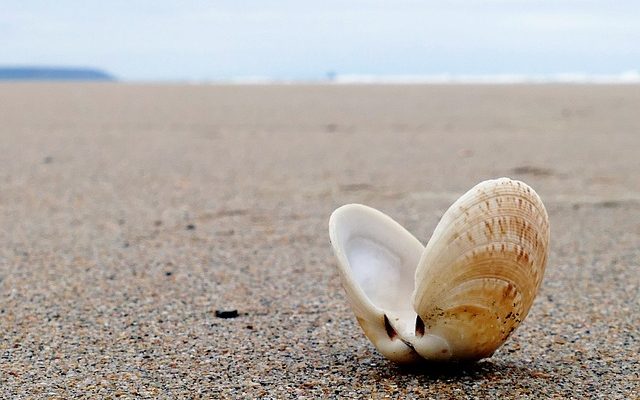 Artisanat de bord de mer pour les enfants