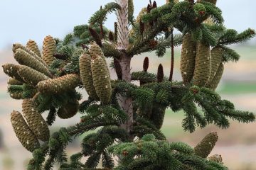 Caractéristiques de la pollinisation chez les pins