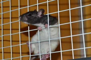 Comment apprivoiser un rat sauvage