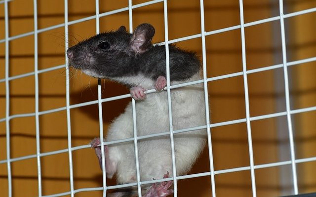 Comment apprivoiser un rat sauvage