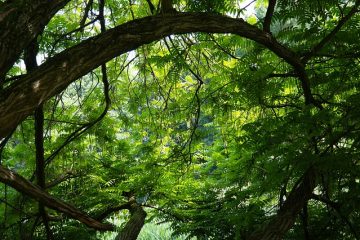 Comment construire des arcs à ossature de bois