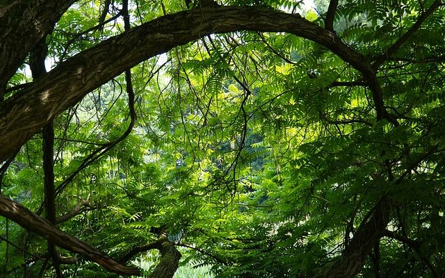 Comment construire des arcs à ossature de bois