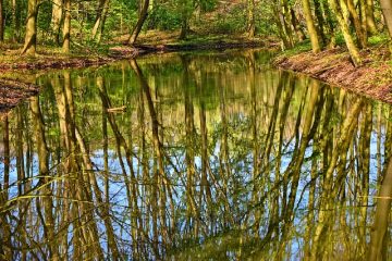 Comment construire des étangs à poissons en béton