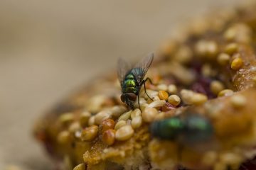 Comment construire un piège à mouches à cheval