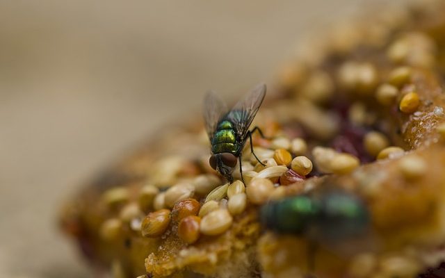 Comment construire un piège à mouches à cheval