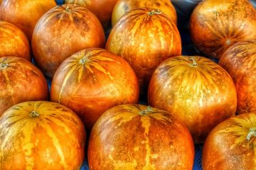 Comment cultiver des citrouilles