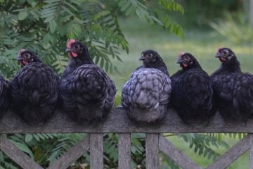 Comment déterminer le sexe des poulets adultes