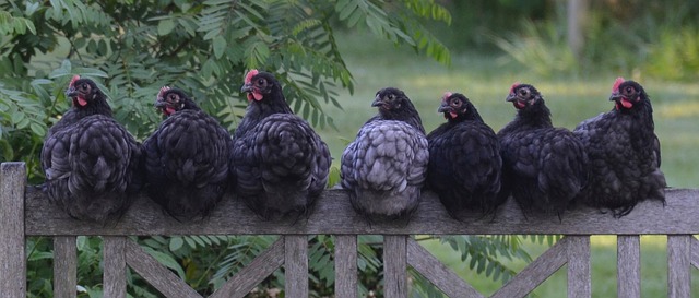 Comment déterminer le sexe des poulets adultes