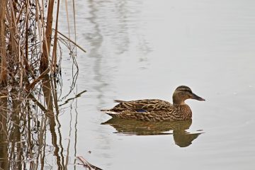 Comment dire le sexe d'un canard de Pékin ?