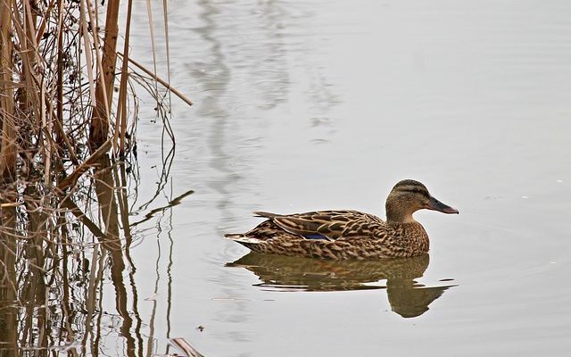 Comment dire le sexe d'un canard de Pékin ?