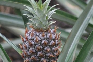 Comment disposer les brochettes de fruits dans un ananas ?