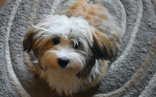 Comment élever des bichons bichons frisés