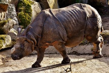 Comment enlever la colle Rhino Glue