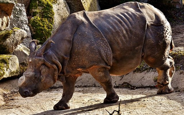 Comment enlever la colle Rhino Glue