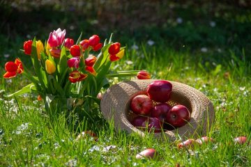 Comment faire pousser des concombres Crystal Apple concombres à l'extérieur