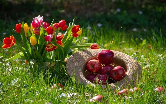 Comment faire pousser des concombres Crystal Apple concombres à l'extérieur