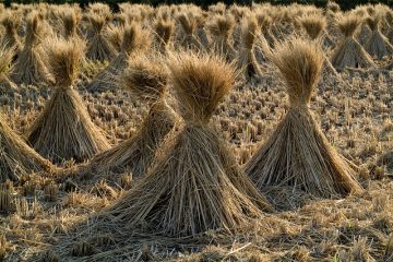 Comment faire pousser des grenadiers à partir de graines de grenadier