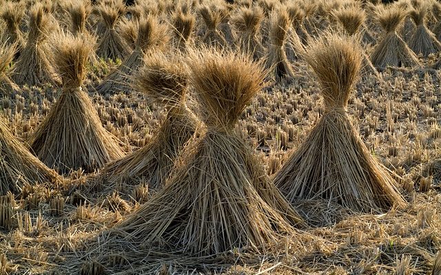 Comment faire pousser des grenadiers à partir de graines de grenadier