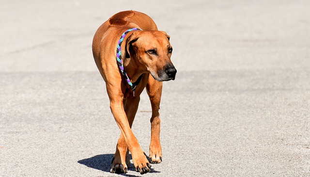 Comment faire un remède maison vermifuge pour chiens