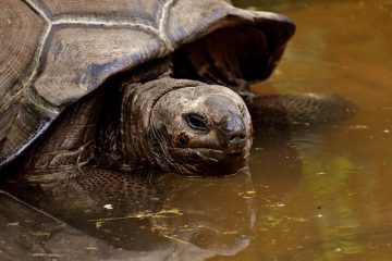 Comment faire une coupe de bec sur une tortue