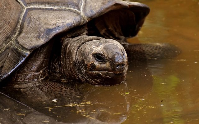 Comment faire une coupe de bec sur une tortue