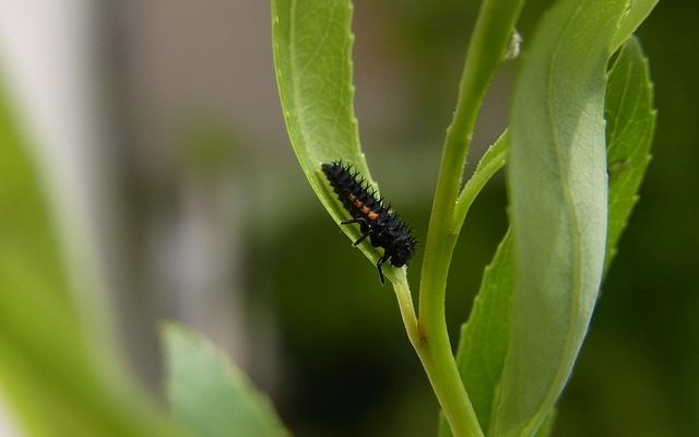 Comment identifier les coléoptères noirs