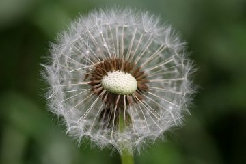 Comment identifier les vers nuisibles dans les jardins