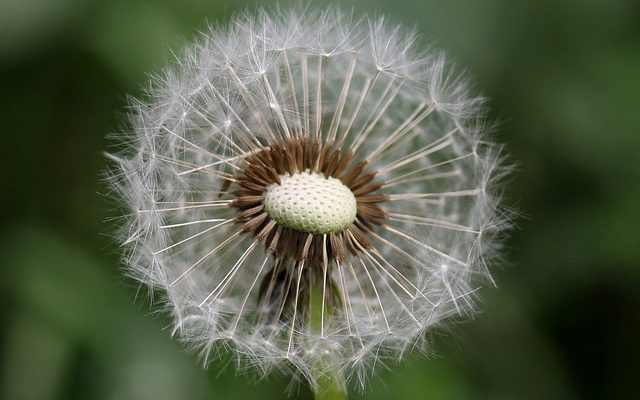 Comment identifier les vers nuisibles dans les jardins