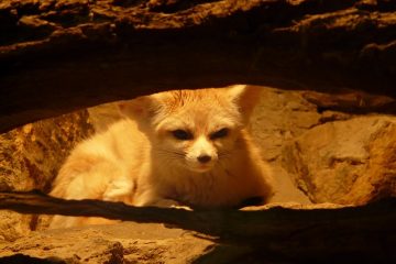 Comment posséder légalement un renard de fennec animal de compagnie ?