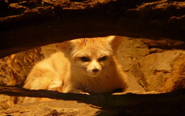 Comment posséder légalement un renard de fennec animal de compagnie ?