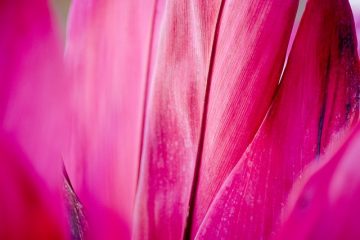 Comment prendre soin de Cordyline Fruticosa