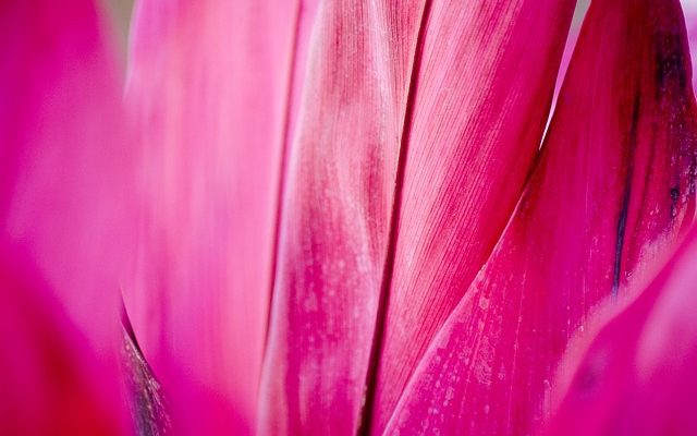 Comment prendre soin de Cordyline Fruticosa